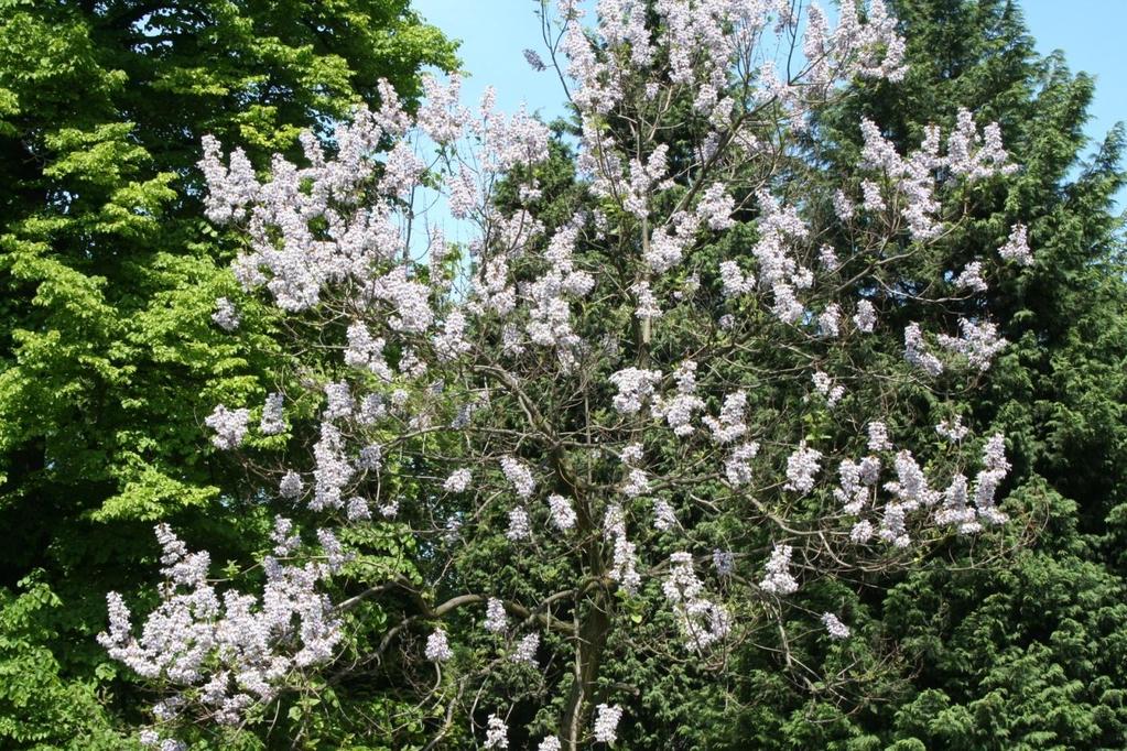 Paulownia