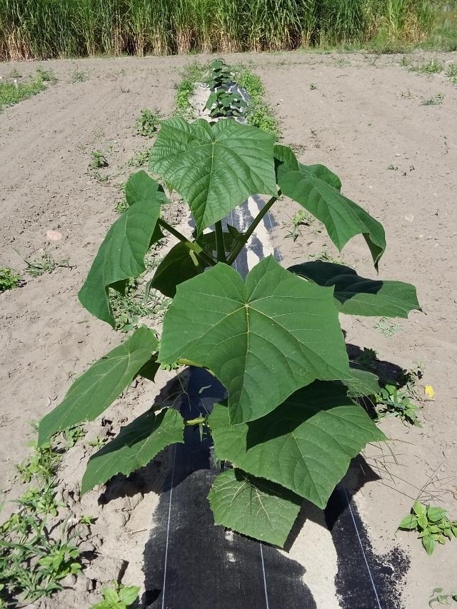 OXYTREE