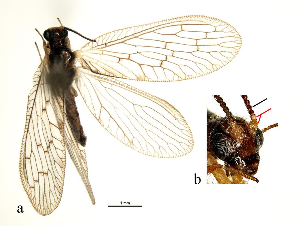 Ryc. 1. Sympherobius klapaleki Zelený, 1963: a widok ogólny; b głowa z zaznaczonym scapus i pedicellus. Fig. 1. Sympherobius klapaleki Zelený, 1963: a general view; b head with marked scapus and pedicellus.