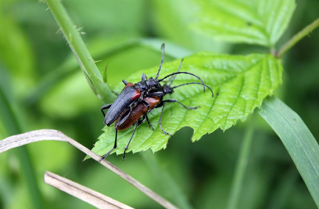 Ryc. 3. Samiec i samica Stenocorus quercus na liściu Rubus idaeus (fot. W.T. Szczepański).