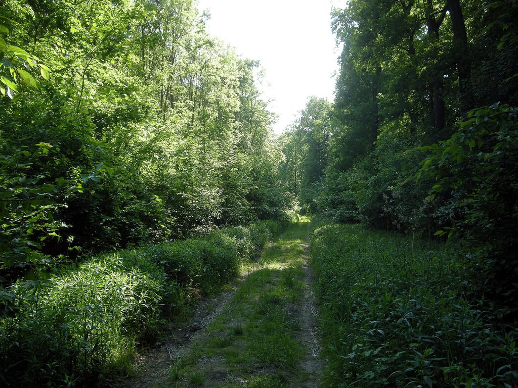 Szczepański). Ryc. 4. Typowy habitat Stenocorus meridianus i Stenocorus quercus (fot. A.