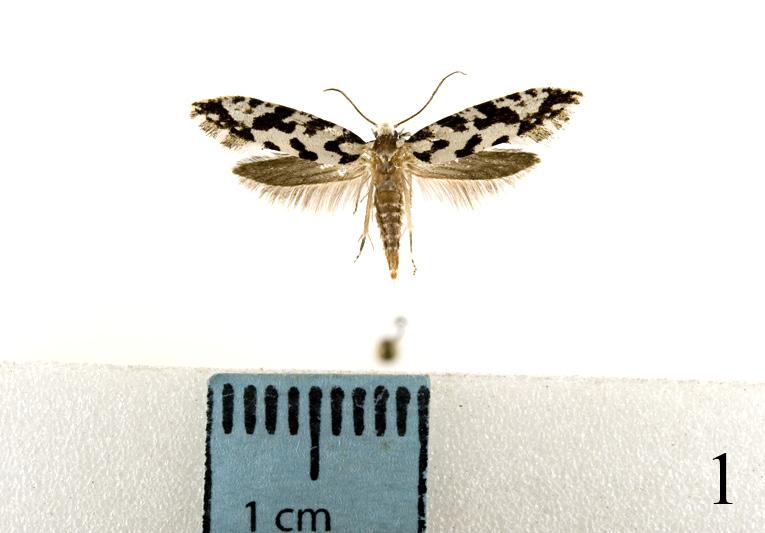 Ryc. 1 6. 1. Nemapogon nigralbella (Łączki, 09.08.2013); 2. Yponomeuta irrorella (Brynek, 28.06.2016); 3.