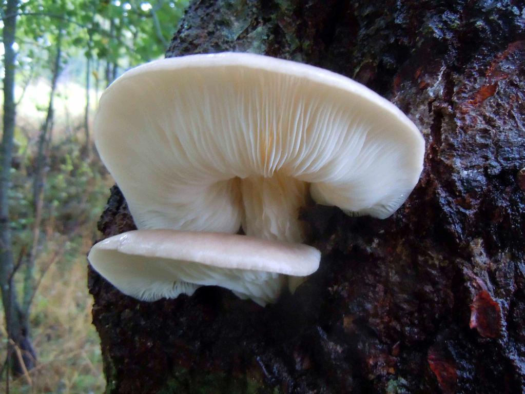 Fig. 8. Pleurotus cornucopiae (Paulet) Rolland. On Populus, 2013. Ryc. 8. Pleurotus cornucopiae (Paulet) Rolland. Na topoli Populus, 2013.