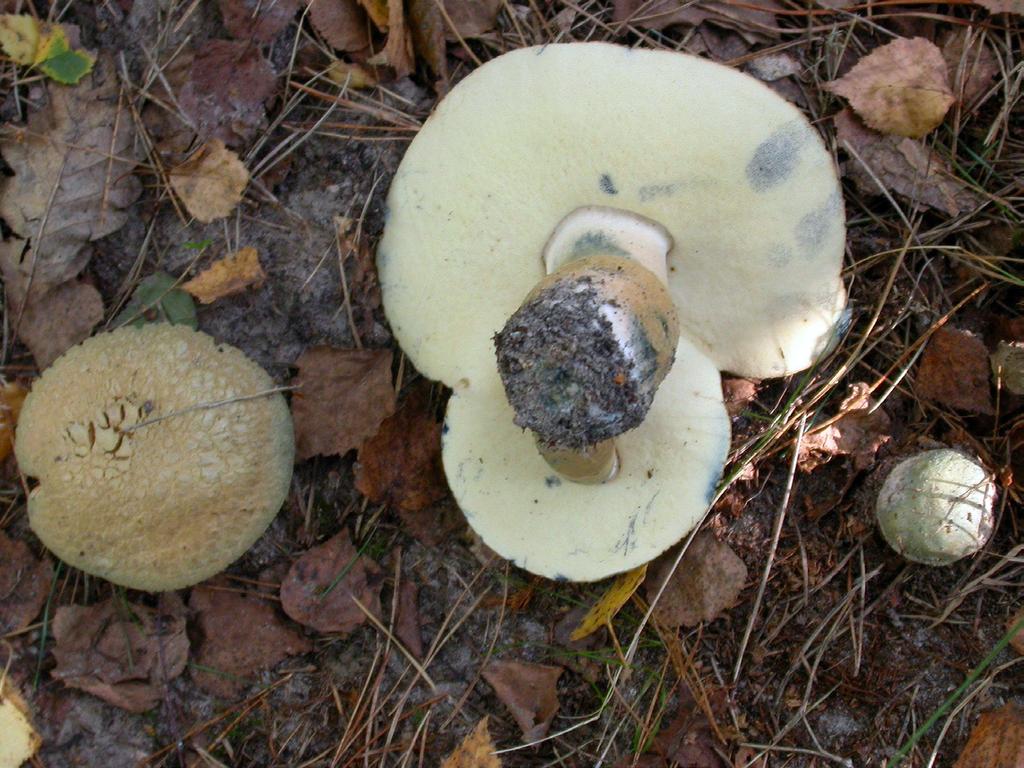 Fig. 16. Gyroporus cyanescens (Bull.) Quél. Mixed forest, 2008. Ryc. 16. Gyroporus cyanescens (Bull.) Quél. Las mieszany, 2008.