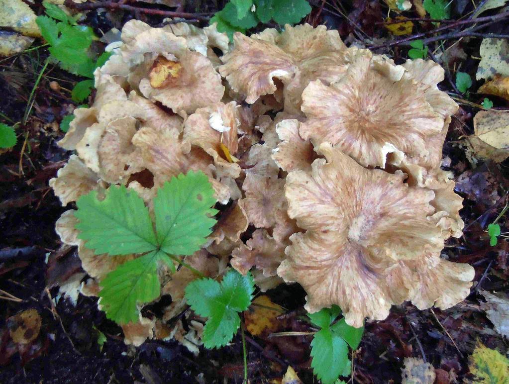 Fig. 20. Polyporus umbellatus (Pers.) Fr. Mixed forest, under Quercus, 2010.