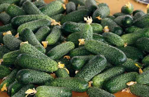 Rijk Zwaan Katalog 2012 pomidor ogórek 23 Maksym RZ podobnie jak Kaspian RZ może być sadzony od marca do jesieni, przy czym najlepiej sprawdza się w okresie letnim.