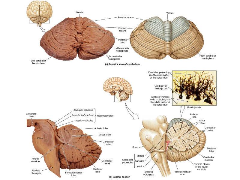 Wydział Psychologii Uniwersytetu Warszawskiego Mózgowie móżdżek, międzymózgowie Biologiczne Mechanizmy Zachowania Wykład 8 dr Marta Sobańska Móżdżek 2 Kora: Trójwarstwowa budowa: warstwa drobinowa