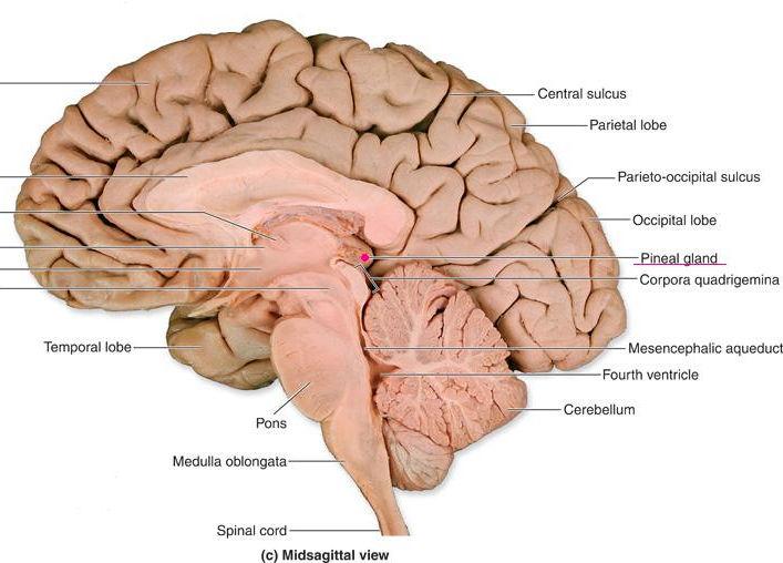 rytmu sen-czuwanie Międzymózgowie nadwzgórze 22 Nadwzgórze: Szyszynka (pineal gland) Uzdeczka (habenula)