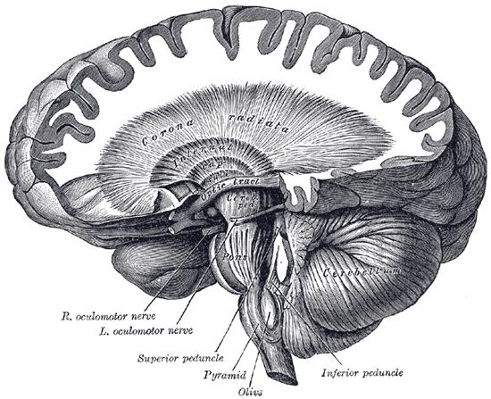 torebkę wewnętrzną (internal capsule)