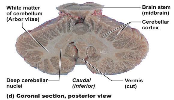 Móżdżek 3 Doczepiony do pnia mózgu za pomocą konarów móżdżku Przypomina pomniejszony mózg (istota biała i szara) Posiada półkule połączone robakiem Masa wynosi ok.