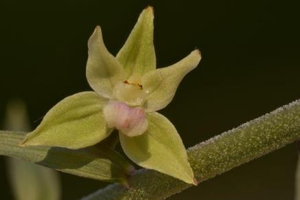 multifidum, Coeloglossum viride,