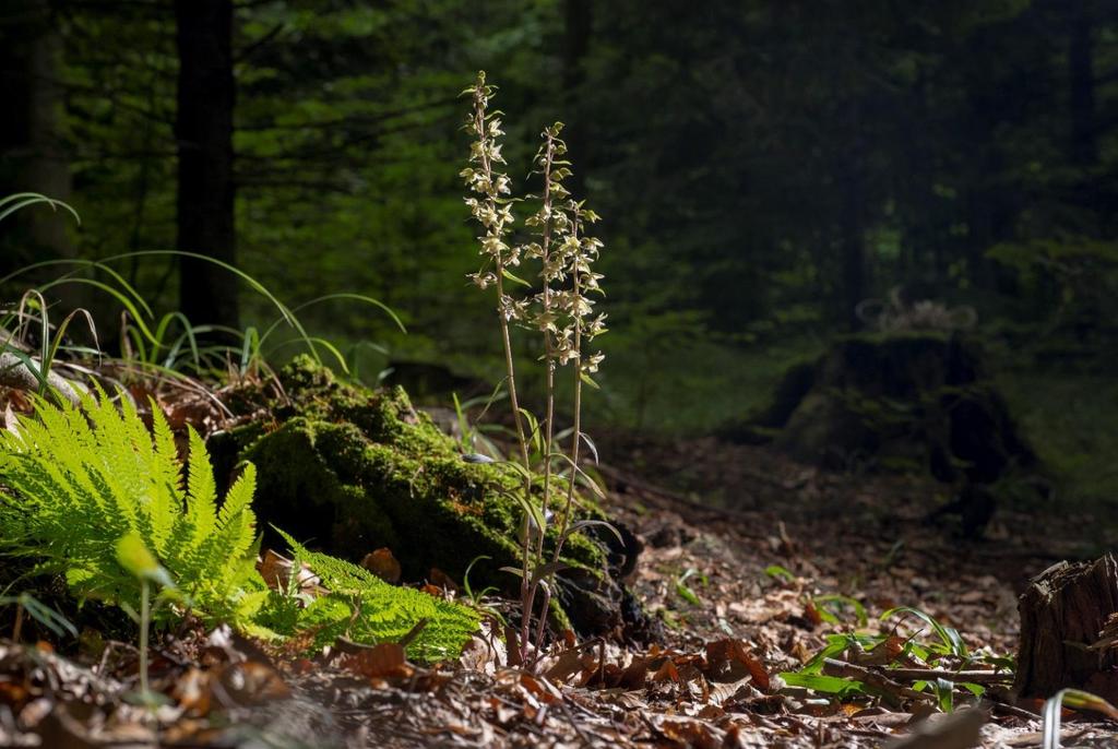 Trochu botanicznej matematyki powiatu sanockiego Około 1000 gatunków roślin naczyniowych 130 gatunków obcych 37 gatunków podlegających ochronie