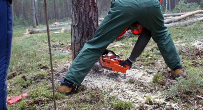 Nowe obowiązkowe kursy dla pracowników leśnych? Dodano: 05.04.2018 Trwają prace nad zmianą przepisów dotyczących uprawnień dla drwali.