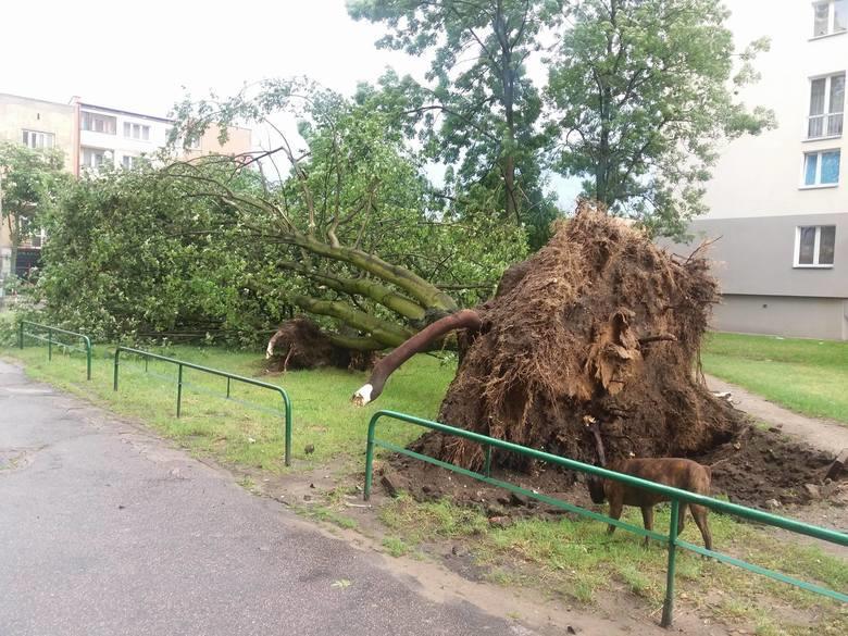 Halinowski, przepływający przez wschodnie osiedla miasta: Zamłynie, Kozia Góra i Kierzków.