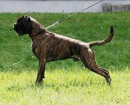 08.2017 (Euro Dog Show) 12 pkt; Opole Grodziec 9.09.