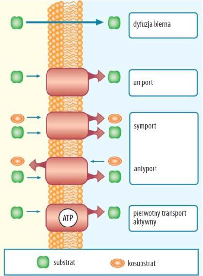 uniportery transportujące jeden rodzaj cząsteczek symportery transportujące więcej rodzajów cząsteczek (minimum dwa) w tym samym kierunku antyportery transportujące różne rodzaje cząsteczek (minimum