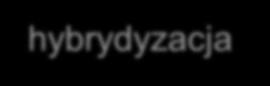 Wzbogacanie bibliotek hybrydyzacja amplifikacja SureSelect i Haloplex (Agilent) Nextera Rapid Capture Kits i