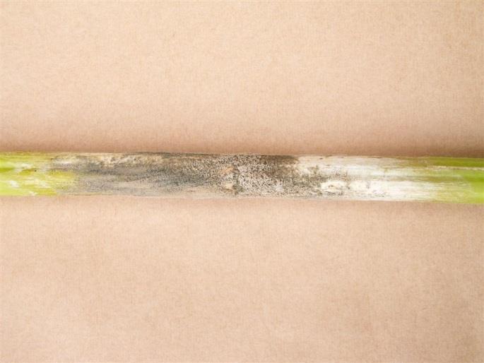 fuzariozy (Fusarium sp.