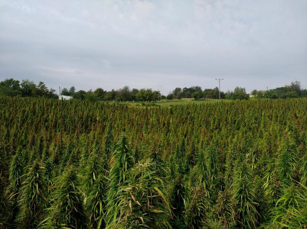 Gęstości siewu [kg ha -1 ] Sowing density [kg ha -1 ] 2013 [Mg ha -1 ] 2014 [Mg ha -1 ] 2015 [Mg ha -1 ] Średnia Average [Mg ha -1 ] Masa