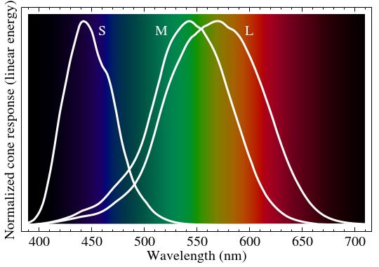 Znormalizowanie spektra odpowiedzi ludzkich czopków typu S, M, i L https://pl.wikipedia.