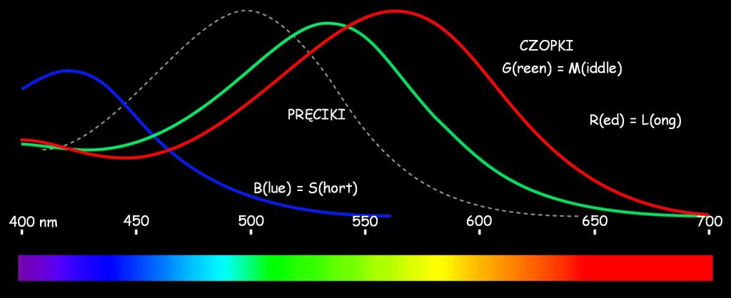 Zależności między długością fali elektromagnetycznej a siłą reakcji pręcików (linia przerywana) i trzech grup