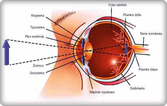 Budowa oka http://analizaobrazu.x25.