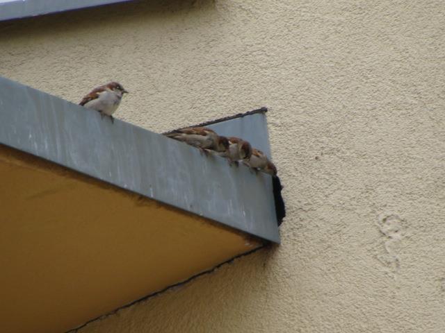 Budynek ŚDS elewacja wschodnia, łącznik Fot. 10 Stadko wróbli Passer domesticus przy szczelinie w elewacji pomiędzy łącznikiem ŚDS a budynkiem MOPS.. VI.