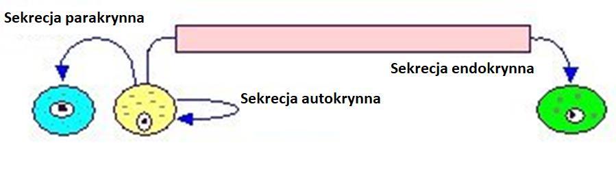 SEKRECJA PARAKRYNNA np. histamina, prostaglandyny, leukotrieny, NO, estrogeny SEKRECJA AUTOKRYNNA np.