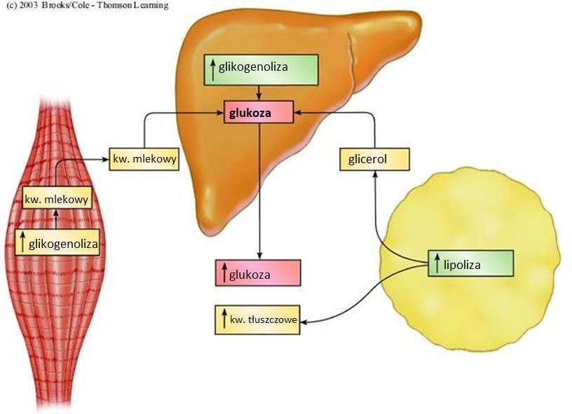 Efekty działania adrenaliny Liver Glycogenol ysis Lactate Glucose Glycerol