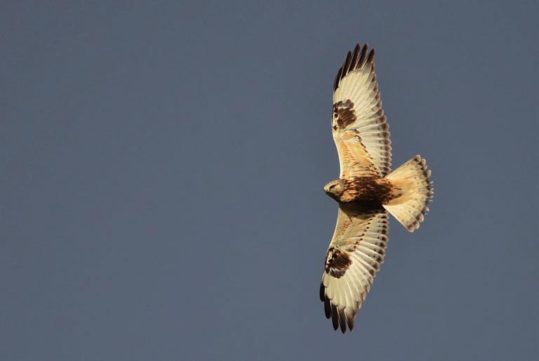 Obserwacje ptaków szponiastych i sokołowych w otulinie Ojcowskiego Parku Narodowego 157 Ryc. 4. Myszołów włochaty Buteo lagopus. Fot. A. Jirak-Leszczyńska Fig. 4. Rough-legged Buzzard Buteo lagopus.