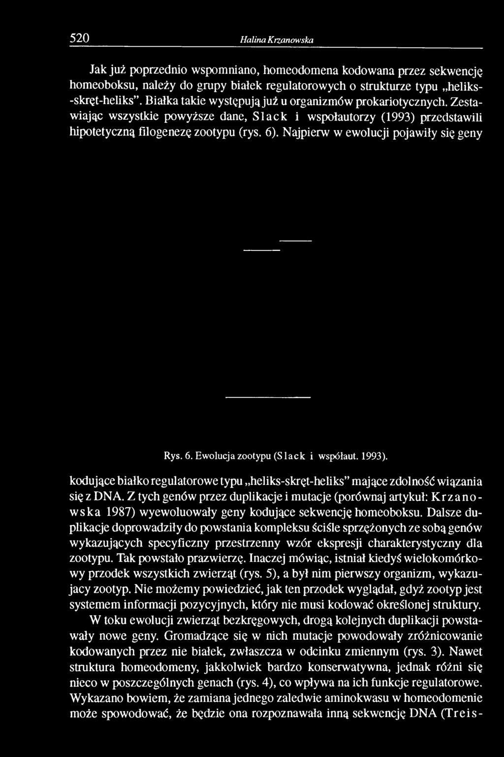Najpierw w ewolucji pojawiły się geny Rys. 6. Ewolucjazootypu (S lack i współaut. 1993). kodujące białko regulatorowe typu heliks-skręt-heliks mające zdolność wiązania się z DNA.