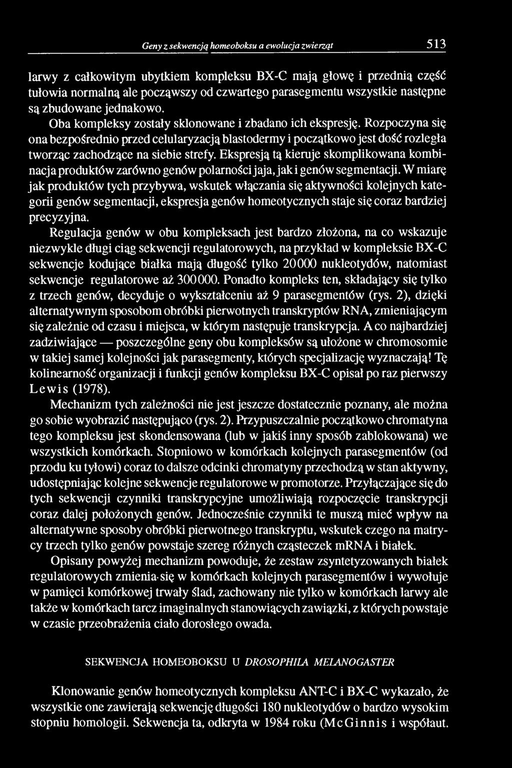 Rozpoczyna się ona bezpośrednio przed celularyzacją blastodermy i początkowo jest dość rozległa tworząc zachodzące na siebie strefy.