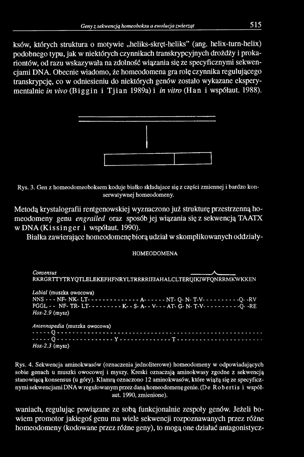 Obecnie wiadomo, że homeodomena gra rolę czynnika regulującego transkrypcję, co w odniesieniu do niektórych genów zostało wykazane eksperymentalnie in vivo (B iggin i T jian 1989a) i in vitro (Han i