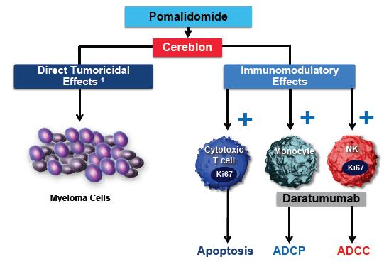 Celgene internal use only Do not distribute MM-014 COHORT B POM DARA 2L&3L Reinforces the benefit of the POM Foundation immediately following REV in pts with RRMM in earlier lines POM + LoDEX + Dara