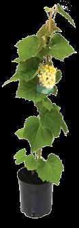Rubus Idaeus wys.