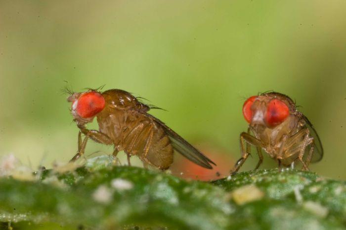 U zwierząt: Drosophila D. serrata txt To tzeba osadzić gdzieś w kontekscie, podr. str 255 (ruc 8.27 D. serrata i D.