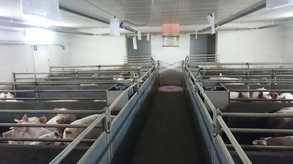 Tucz Ze względu na limitację budynków i pomieszczeń