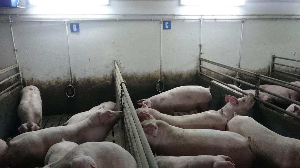 Pozostałe warchlaki podlegają sprzedaży na zasadach