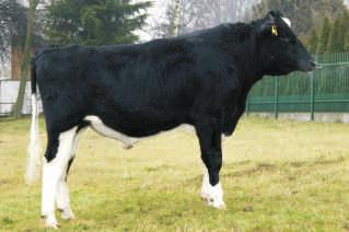 2013 CVF BLF SUDAN x MR BURNS x ALLEN 128 Hod