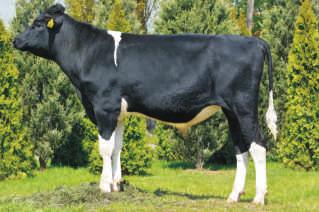 2015 BYF CVF BLF BOOKEM x DOBERMAN x GOLDWYN Hod