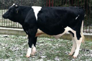 2013 CVF BLF SUDAN x MAXWELL x JANCKER Hod