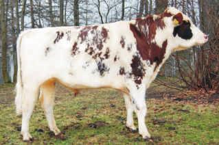 TOPAZ MCHRZ ET LECHITA PL0053872253 PL005221387237 Urodzony: 30.06.2013 BLF CVF LILAC x JERUDO x CANVAS Urodzony: 18.09.