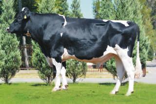 BIGEL ASTOR PL0053064007 DE03543 Urodzony: 30.01.2013 BLF CVF BG ET x TEKTOR x TUCANO Urodzony: 09.02.