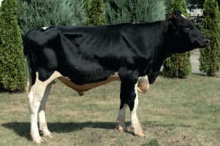 2016 CVF BYF BLF BATTLECRY x LEGEND x ADMIRAL 137 Hod