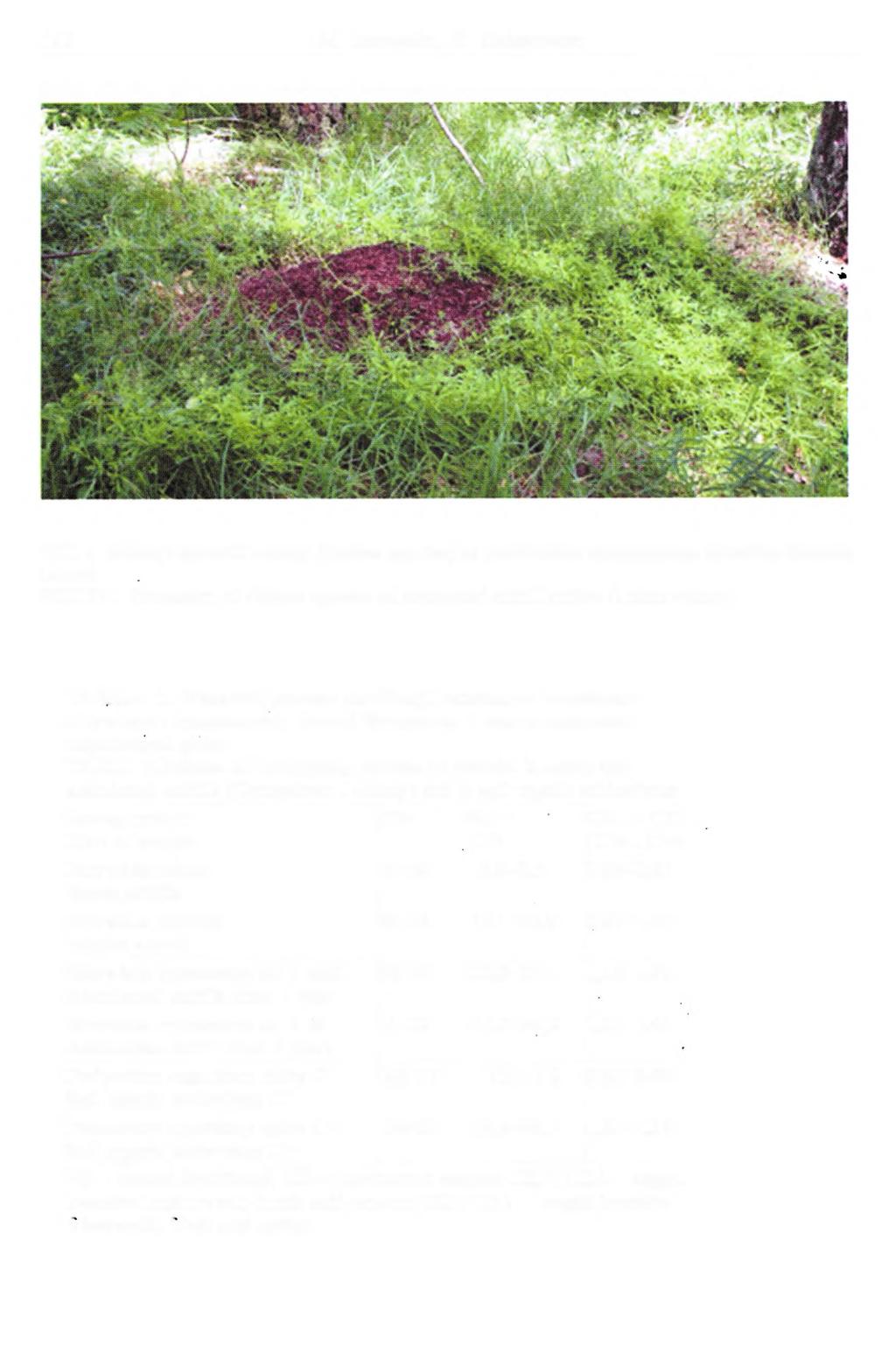 112 M. Lutowska, H. Dziadowiec FOT. 1. Sukcesja przytulii czepnej (Galium aparine) na powierzchni opuszczonego mrowiska (kolonia Lutom) PHOTO 1.