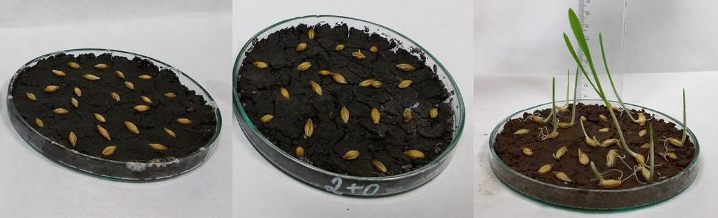 Rys. 5. Próbki jęczmienia po 7 dniach wzrostu Fig. 5 Barley samples after a 7-day growth period Tabela 3. Toksyczność dla wzrostu korzeni roślin testowych, [%] Table 3.