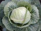 Wybrane kategorie niższe od GATUNKU podgatunek - subspecies ( subsp., ssp. ) odmiana botaniczna - varietas ( var. ) forma - forma ( f., for. ) Przykład taksonu: Brassica oleracea L. subsp. capitata (L.