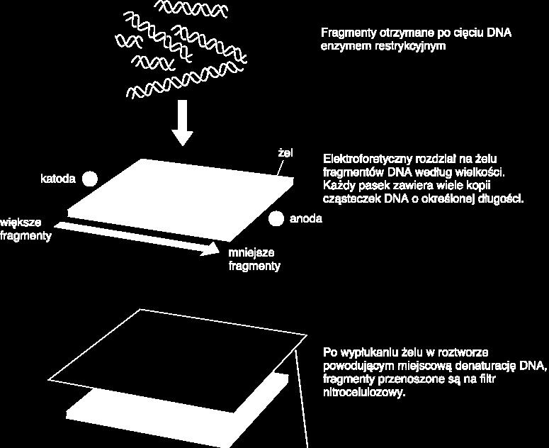 Przygotowanie docelowego DNA (ang. target DNA), w którym za pomocą sondy molekularnej będziemy szukać komplementarnych odcinków Najczęściej wygląda to tak: 1. Izolacja genomowego DNA z komórki 2.