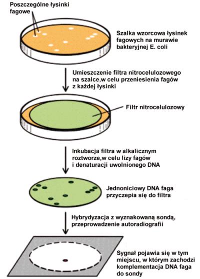 Hybrydyzacja łysinkowa - po transformacji komórek bakteryjnych populacją fagów i wysianiu ich na płytki, łysinki replikuje się na filtr.