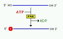 Sondy molekularne możemy uzyskać przez wyznakowanie końców cząsteczek kwasów nukleinowych 5 przez przeniesienie grupy fosforanowej z wyznakowanego radioizotopem ATP na zdefosforylowany (fosfatazą